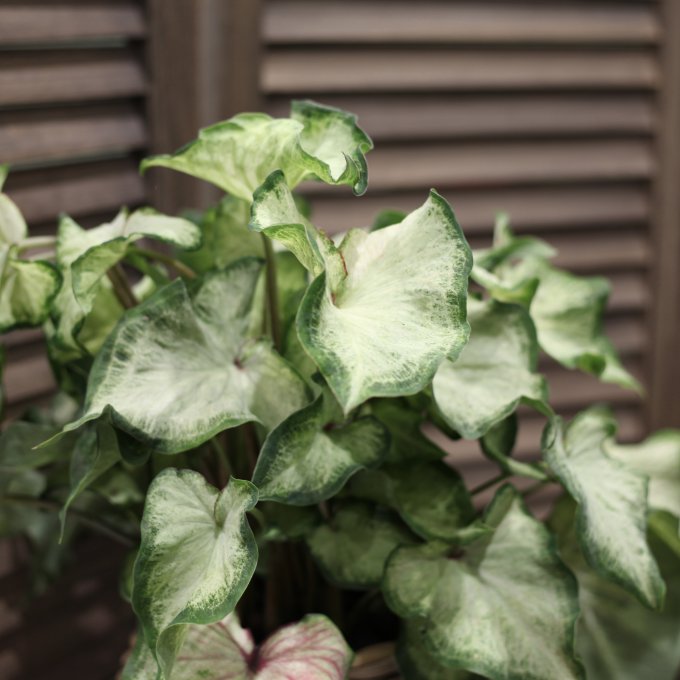 Les ateliers de l'été